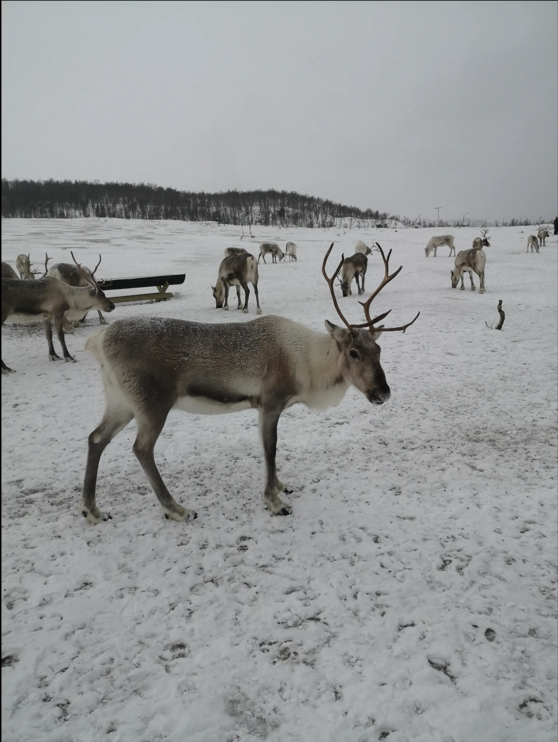Sami Culture and Reindeer Experience